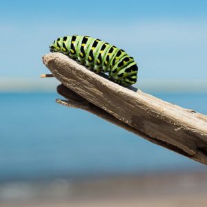 Corona: Zomerplan in vier stappen naar een normaler leven