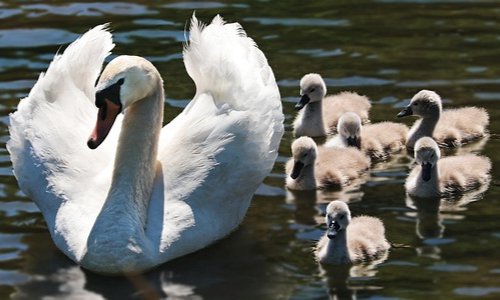 15 mei: Dag van het gezin. Ruim 80% heeft een familiale verzekering... En u?
